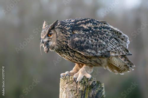 Eurasian Eagle owl (Bubo bubo) on a branch eating a prey (mouse). Noord Brabant in the Netherlands.