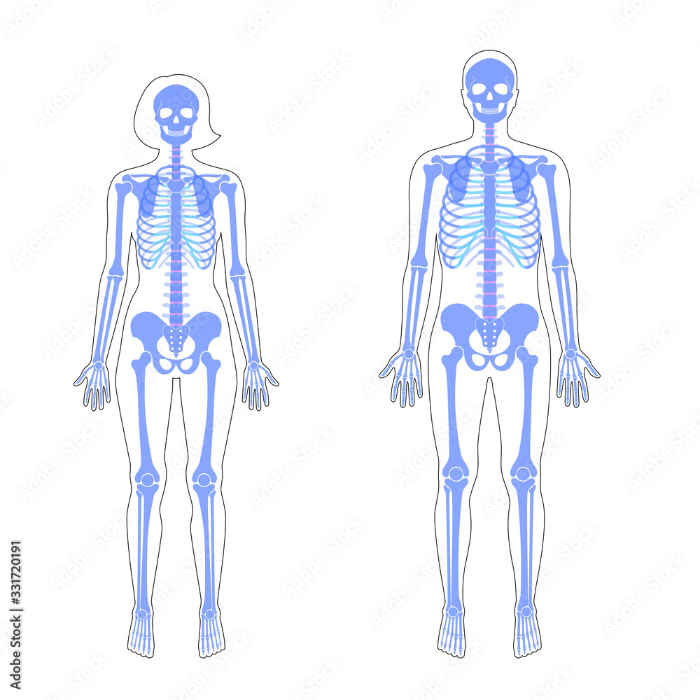Woman and man skeleton anatomy Woman and man skeleton anatomy