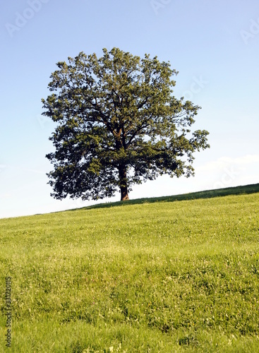 der Lindenbaum am Hang