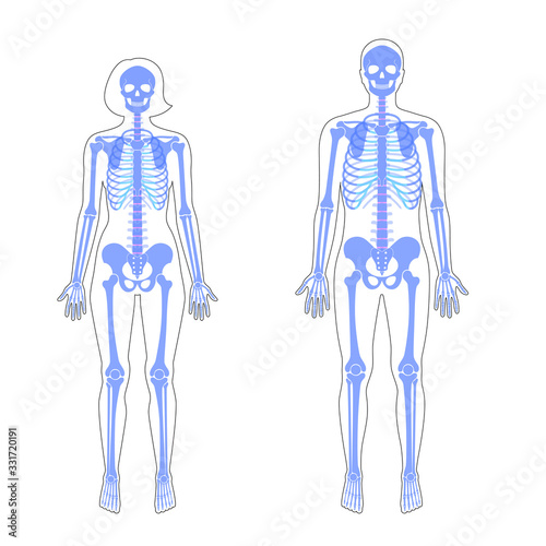 Woman and man skeleton anatomy 