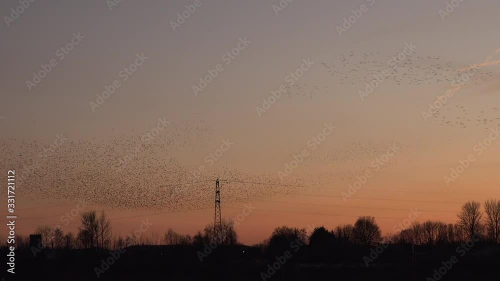 Large flock of birds in the evening sky UK 4K Large flock of birds in the evening sky UK 4K