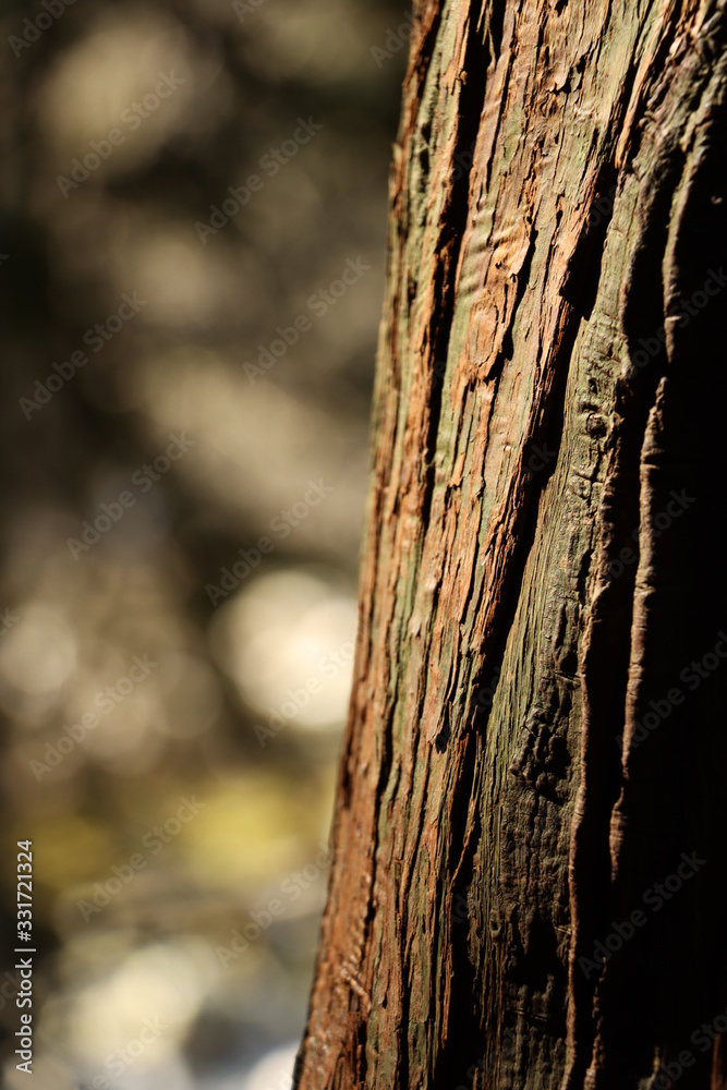 roots of tree