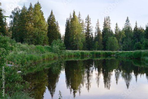 summer forest. trees reflected in the water in the evening sun