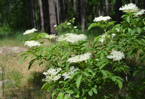 The blooming bush of sambucus or elderberry with large clusters of white aromatic flowers with strong curative power.