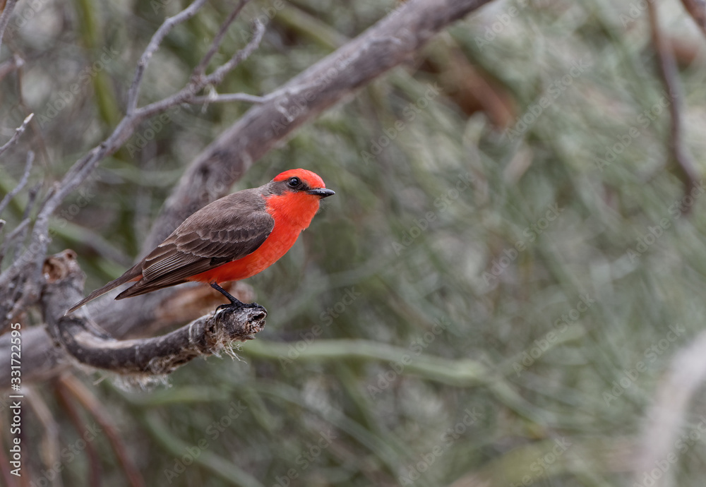 Fototapeta premium A vermilion flycatcher perches in Tucson. Arizona