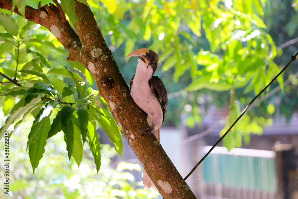 Obraz premium sr lankan grey hornbill on a mango tree