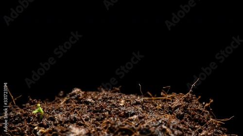Growing plants in timelapse, sprouts germination newborn. Concept for business growth on Black Background. Timelapse. 4K. 422 Prores rotate