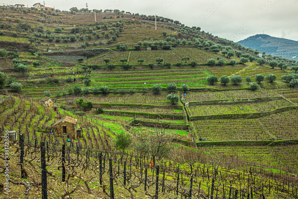 Green hilly landscape in the Douro valley region Portugal