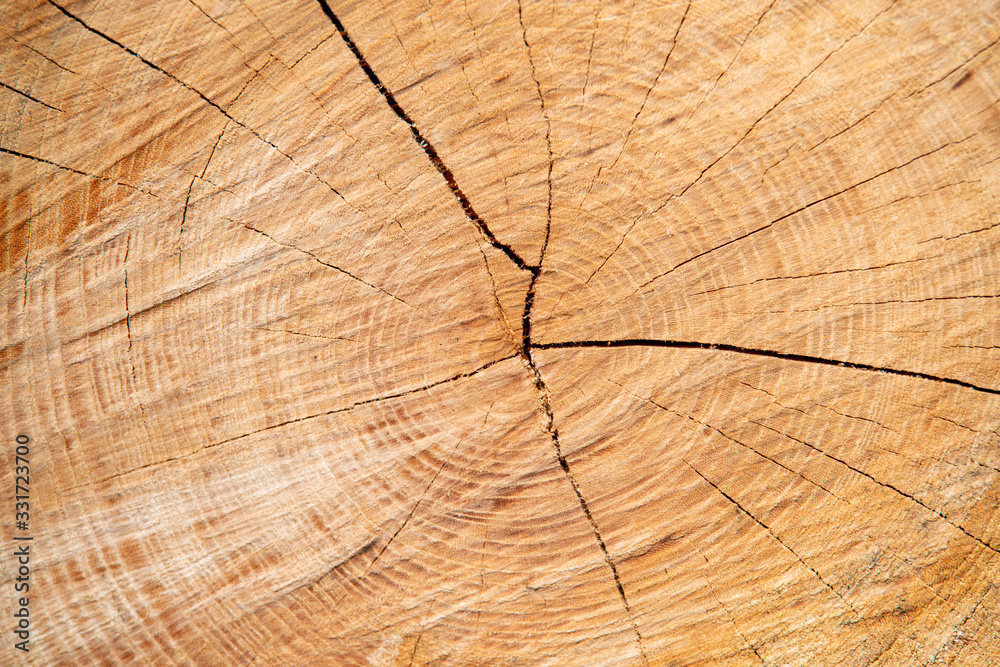 Fototapeta premium 丸太の断面