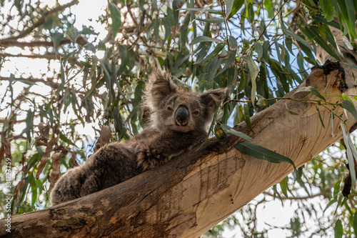 Canvas Print Koala, Phascolarctos cinereus, awake on a tree branch of Eucalyptus tree, Kennet