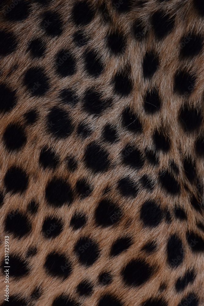 black dot on the cheetah black dot on the cheetah