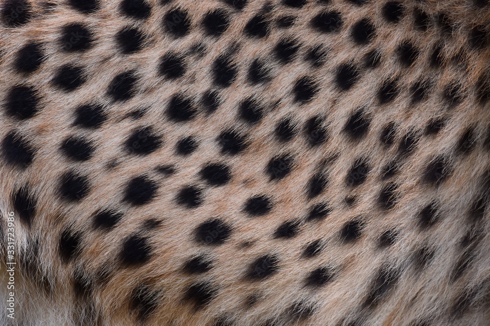 black dot on the cheetah black dot on the cheetah