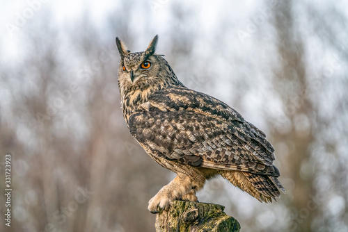 Beautiful Eurasian Eagle owl (Bubo bubo) on a branch. Noord Brabant in the Netherlands.