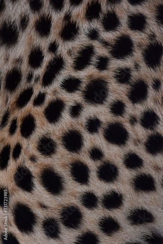 black dot on the cheetah  