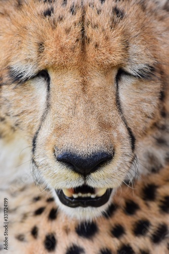 Skin patterns on Cheetah's face