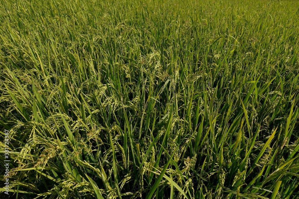 Fototapeta premium green grass in the field