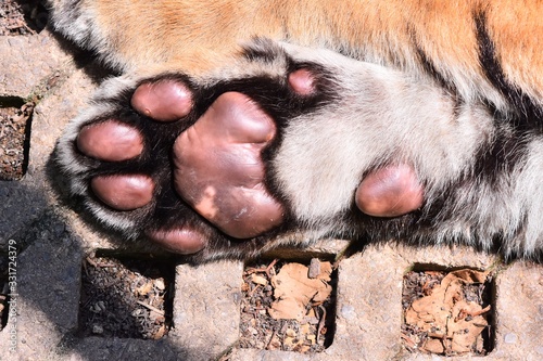 Dark brown little tiger paw