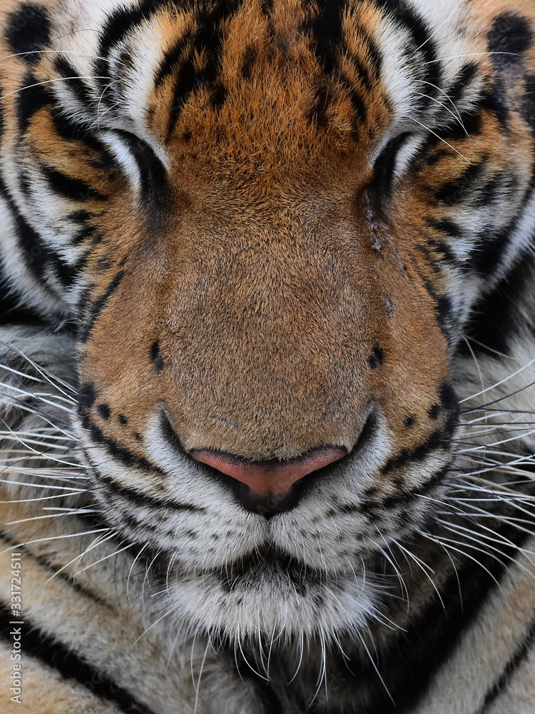 Fototapeta premium A tiger's face closing his eyes