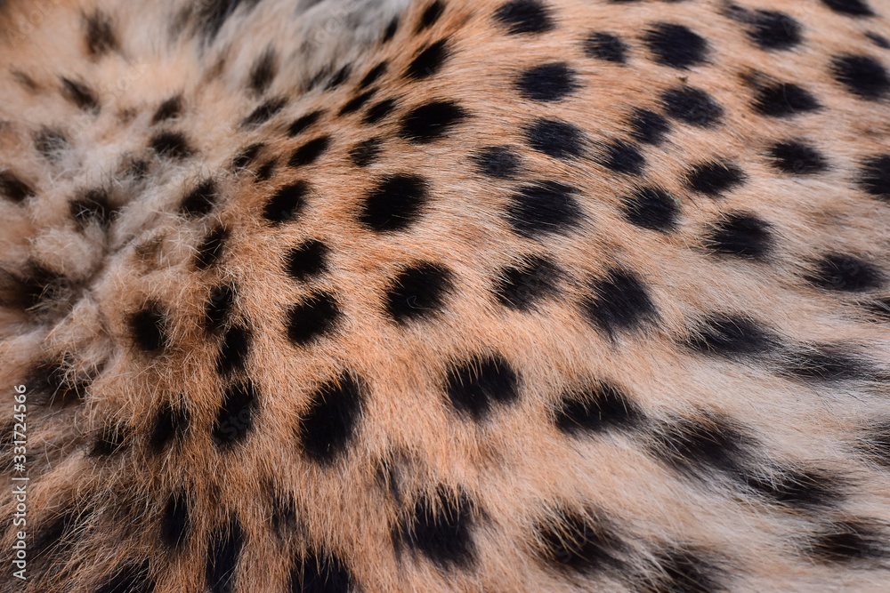 black dot on the cheetah black dot on the cheetah