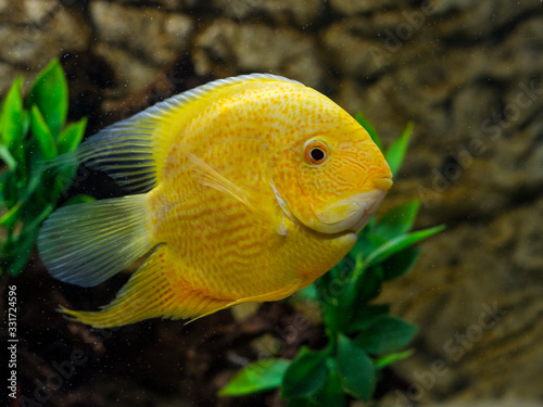 The fish Heros severus in the aquarium. Orange ornamental fish.