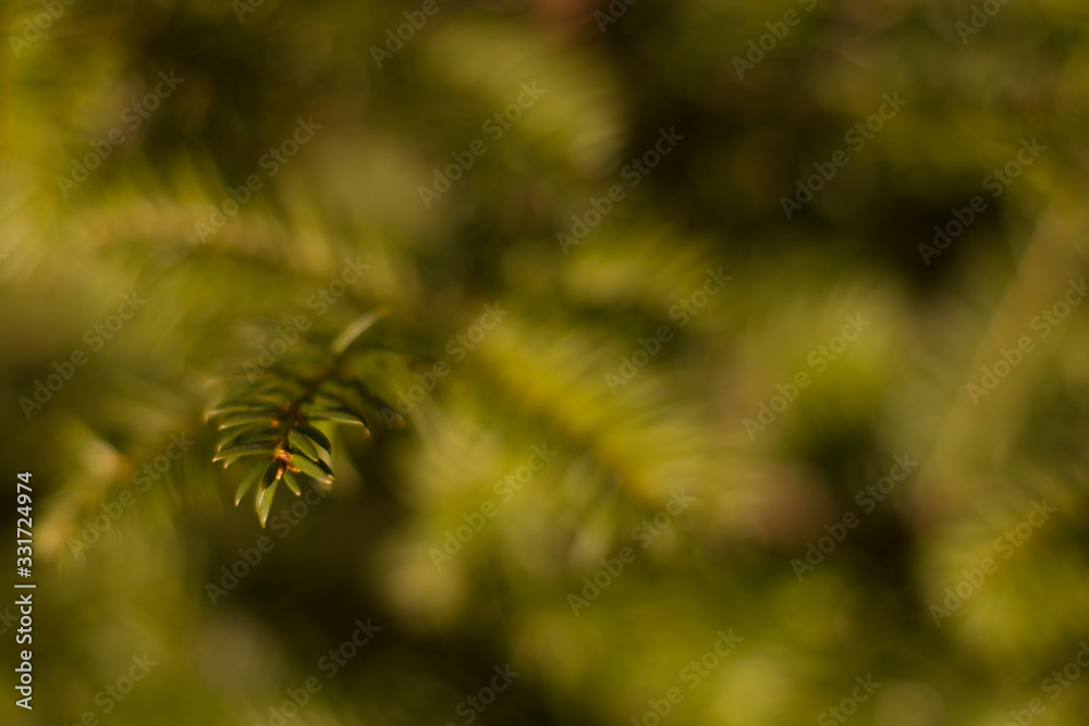 Fototapeta premium Background with bokeh and small focus on branch.