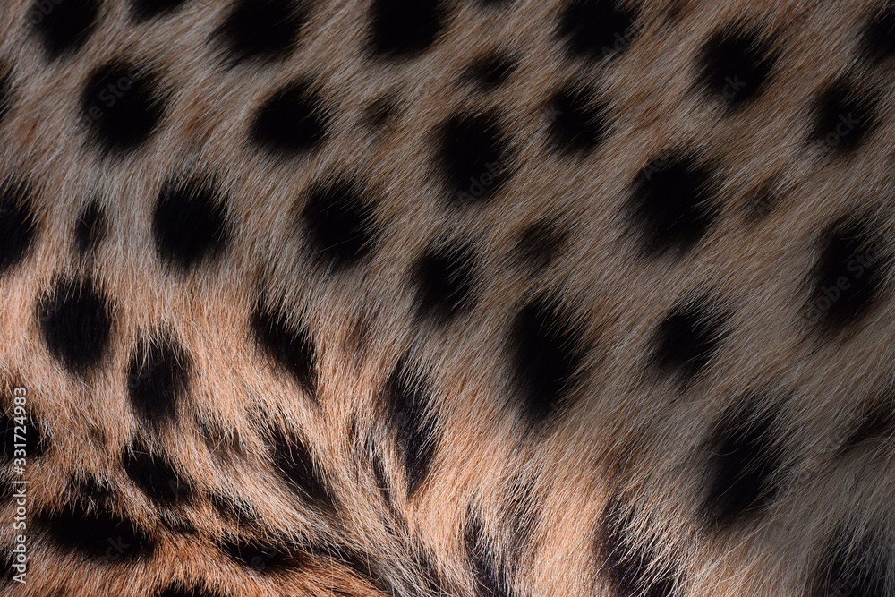 black dot on the cheetah black dot on the cheetah