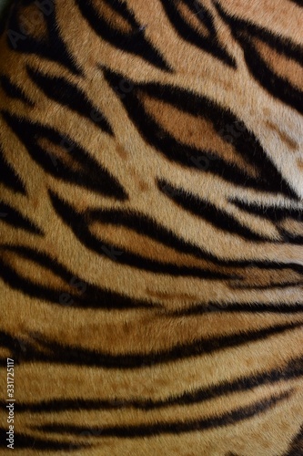 The skin is smooth, tying the black stripes of the Bengal tiger.