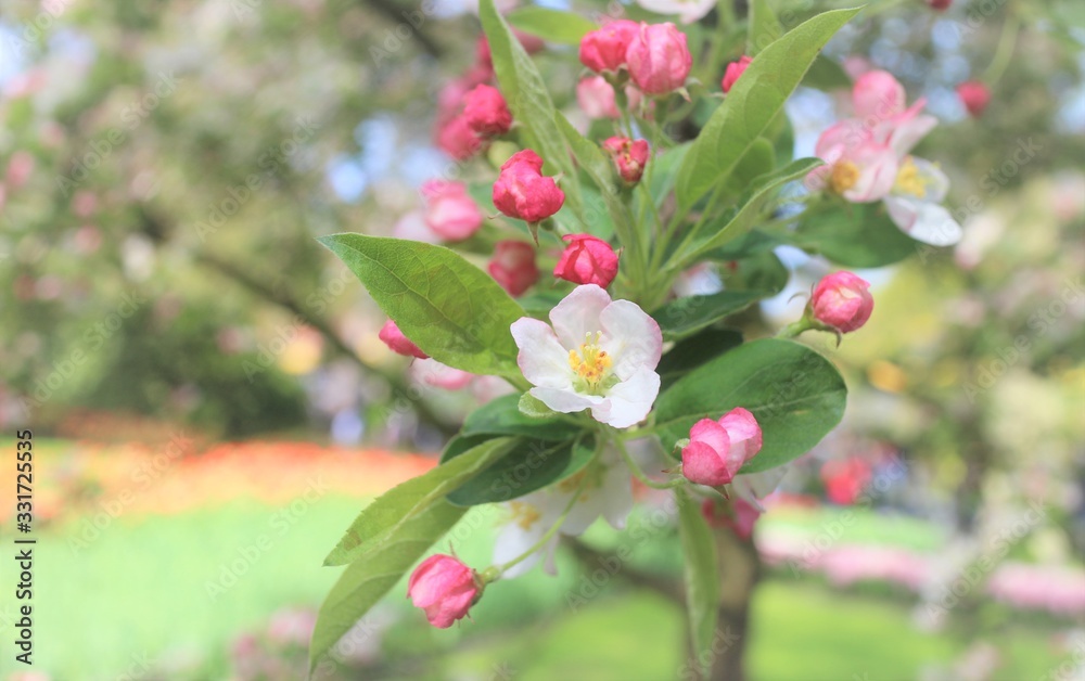 Blurred floral background - white sakura branch or cherry blossom Blurred floral background - white sakura branch or cherry blossom