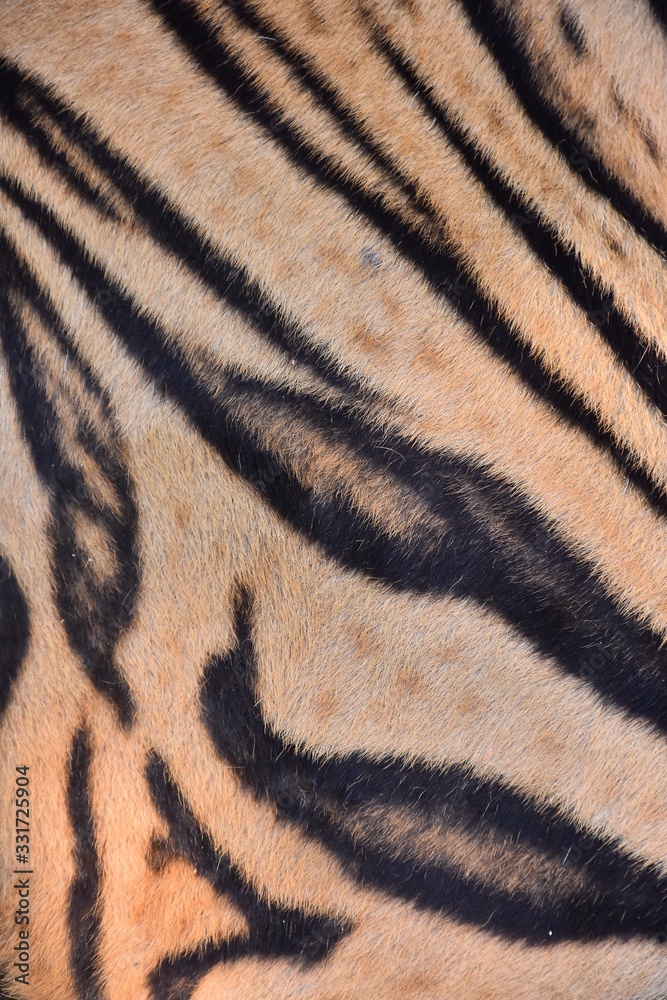 The skin is smooth, tying the black stripes of the Bengal tiger. The skin is smooth, tying the black stripes of the Bengal tiger.