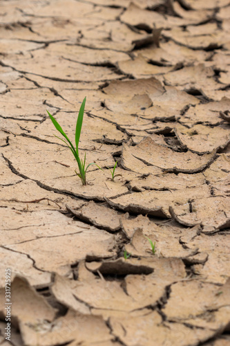 Plant growing on cracked ground. Water shortage and drought concept