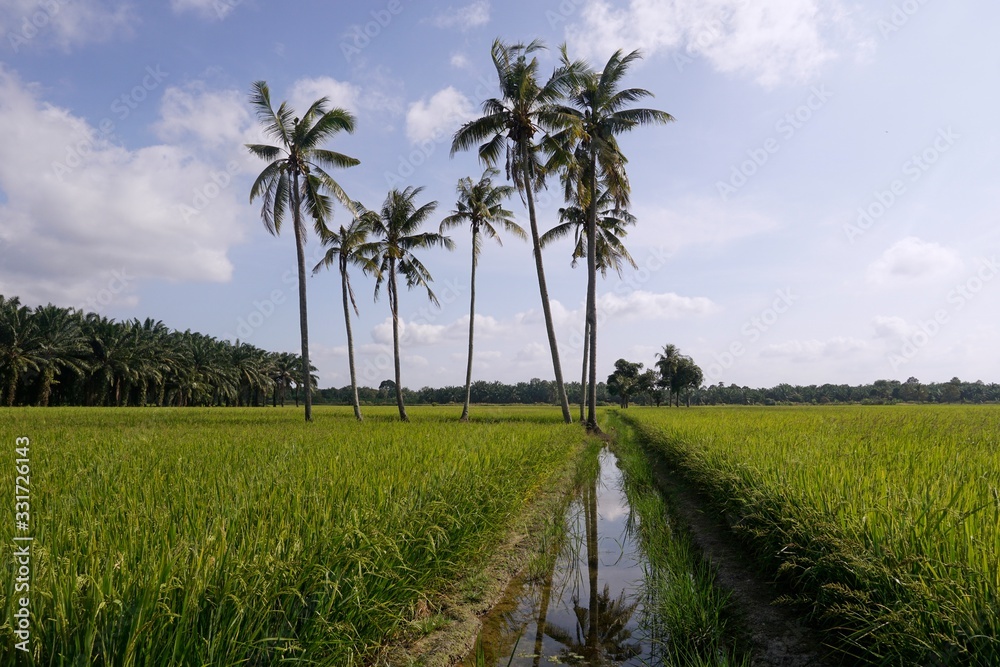 landscape with palm trees and blue sky landscape with palm trees and blue sky