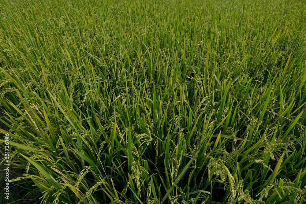 field of green grass field of green grass