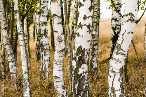 Shining white bark of birch. Forest full of birch trees. White trunks tree in autumn forest.	