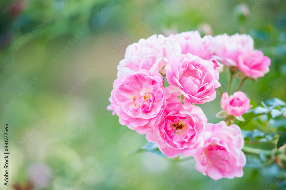 Beautiful pink roses flower in the garden