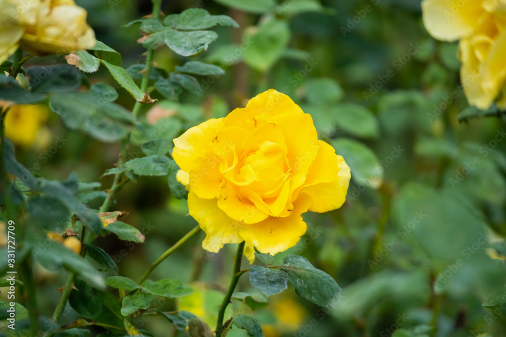 Beautiful yellow roses flower in the garden