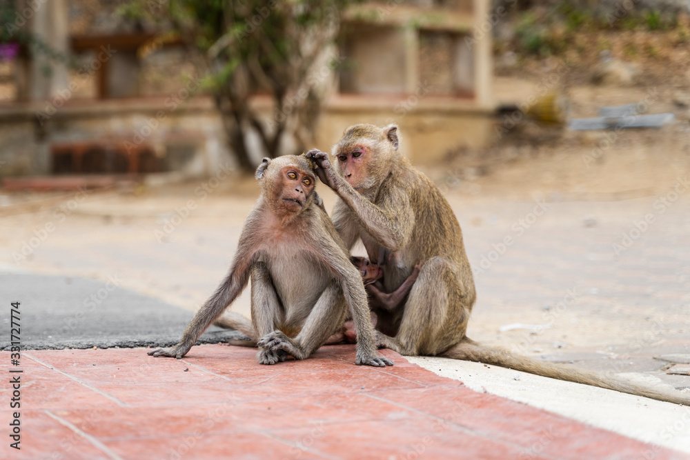 Obraz premium Wild Monkey sitting on concrete floor and looking for lice, fleas or ticks. Female monkey find fleas and ticks for male monkey. Concept Beautiful Monkeys in sunshine day.