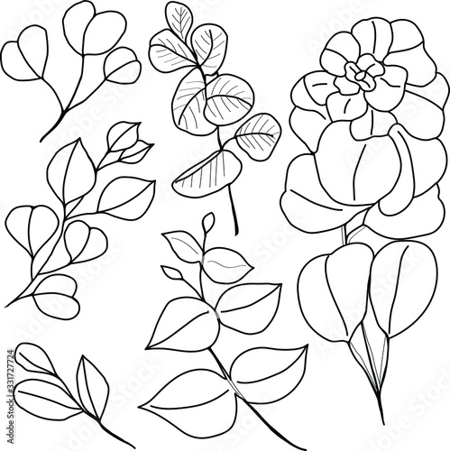 Vector black contour illustration set with different eucalyptus sketch leaves on branches isolated on the transparent background for design elements and coloring book