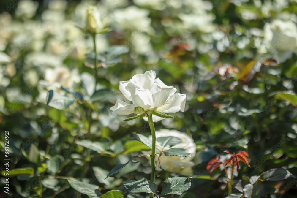 Beautiful white roses flower in the garden Beautiful white roses flower in the garden