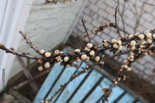  brown twig with white berries on a white house background