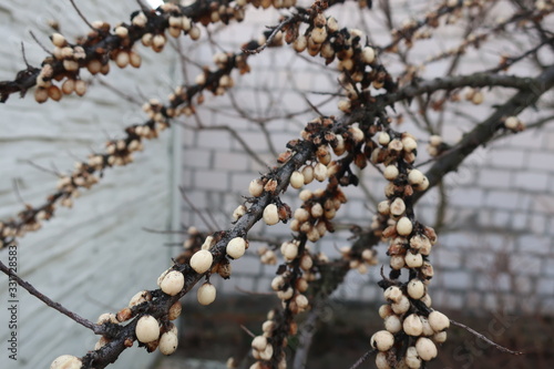  brown twig with white berries on a white house background