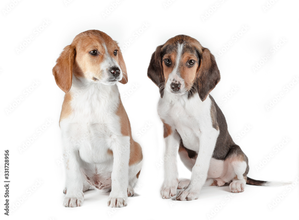 two estonian hound puppies on a white background