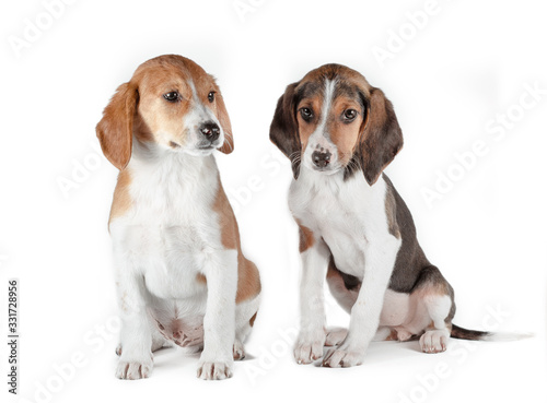 two estonian hound puppies on a white background