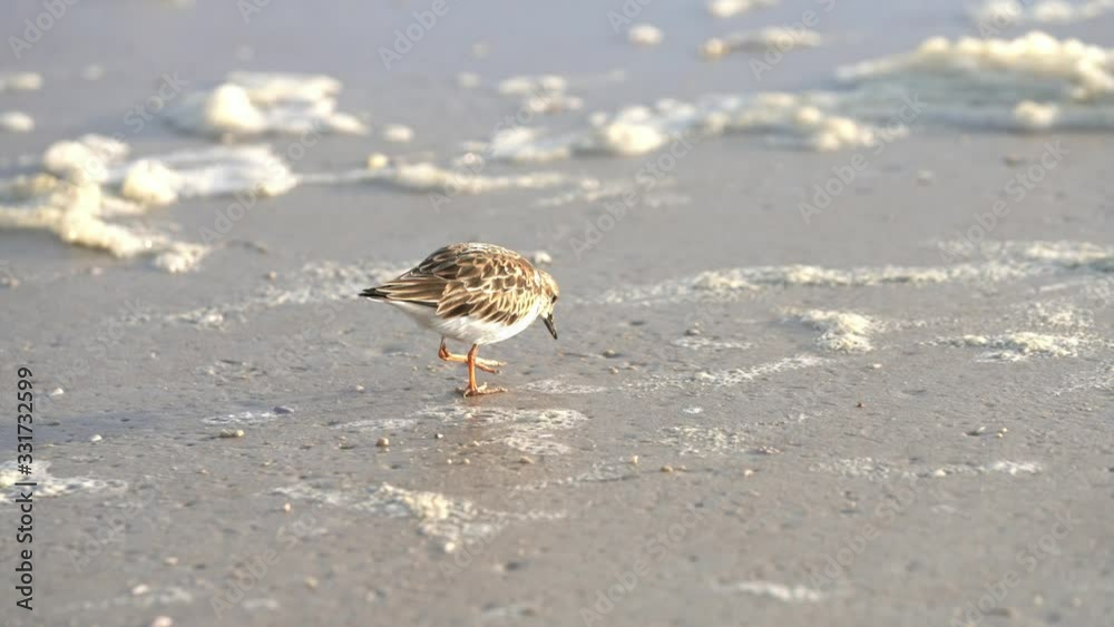 A ruddy turnstone on a sandy seashore looking for food in the ground. The bird is pecking the sand with its beak. A ruddy turnstone on a sandy seashore looking for food in the ground. The bird is pecking the sand with its beak.