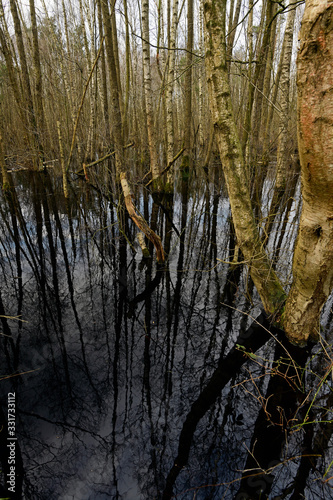 Bruchwald am Rande des Venner Moors bei Münster - Carr in Germay photo