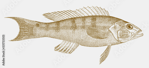 Sand perch, diplectrum formosum, a fish from the western atlantic ocean in side view