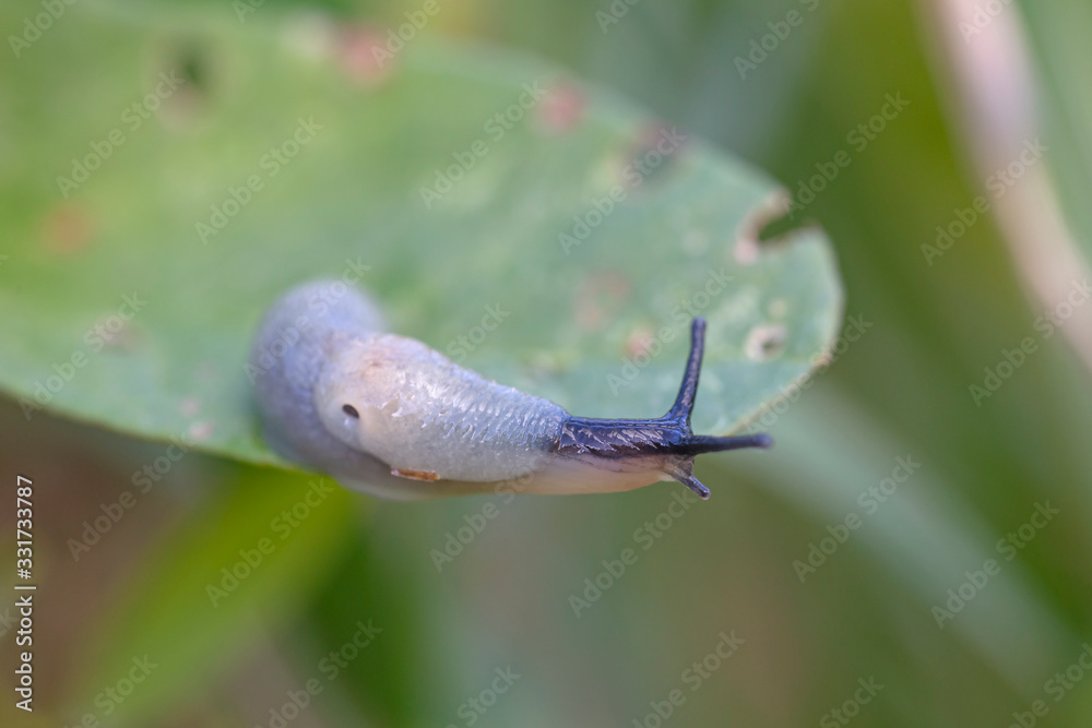 Krynickillus melanocephalus is a species of air-breathing land slug, a ...