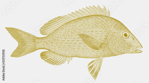 Bastard grunt pomadasys incisus, marine fish from Eastern Atlantic in side view