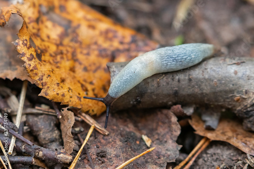 Krynickillus melanocephalus is a species of air-breathing land slug, a shell-less terrestrial gastropod mollusk in the family Agriolimacidae. photo