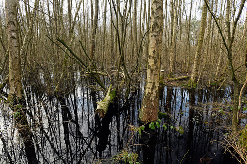 Bruchwald am Rande des Venner Moors bei Münster - Carr in Germay photo