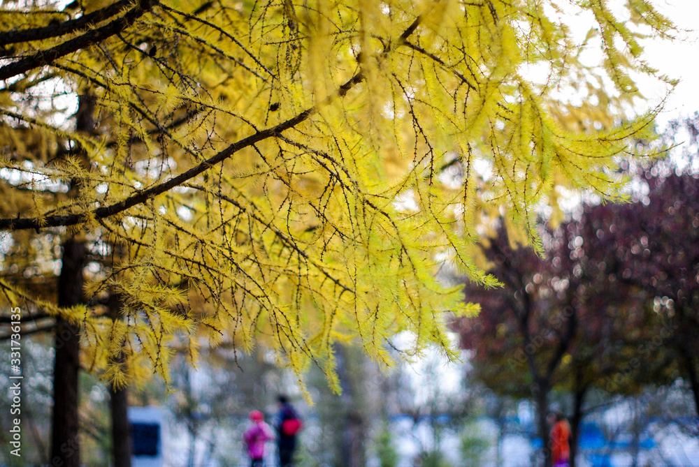 yellow tree in autumn